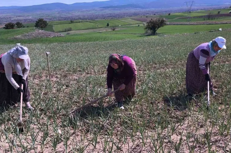 Taşköprü sarımsağı tarlalarındaki zararlı otları tek tek topluyorlar
