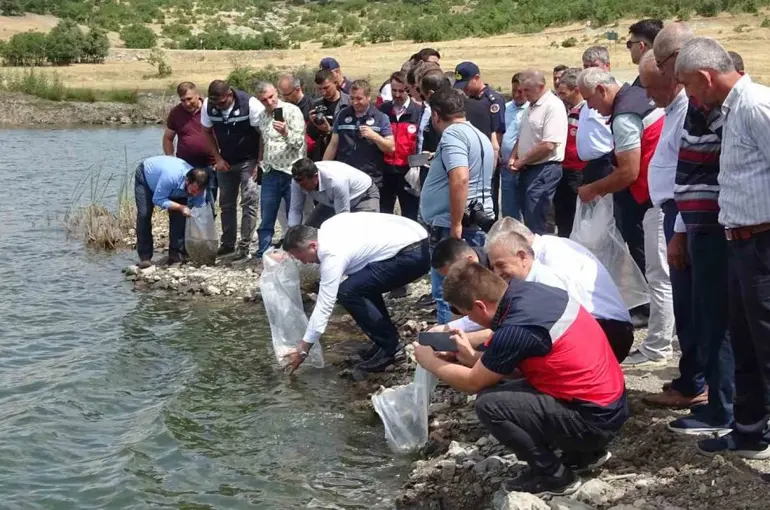 Tavşanlı göletlerine 123 bin yavru sazan bırakıldı
