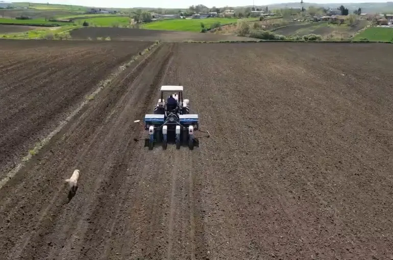 Tekirdağ’da ayçiçeği ekimi
