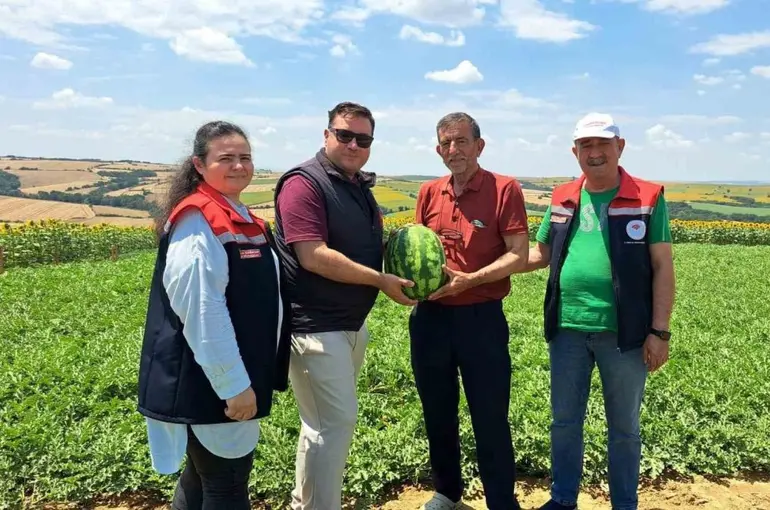 Tekirdağ’da ilk karpuz hasadı başladı
