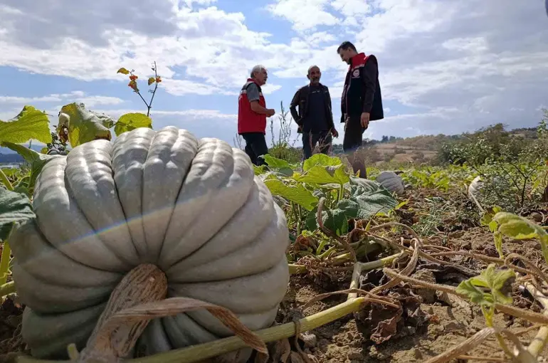 Tekirdağ’da tarladan sofraya bal kabağı mesaisi
