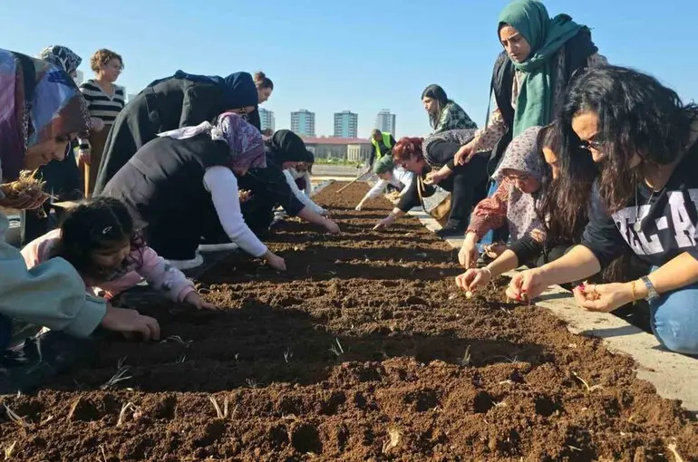 Tıbbi ve Aromatik Bitkiler Atölyesinde safran ekimi
