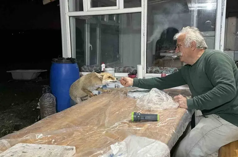Tilki ailesi her akşam yemek için bağ evine geliyor
