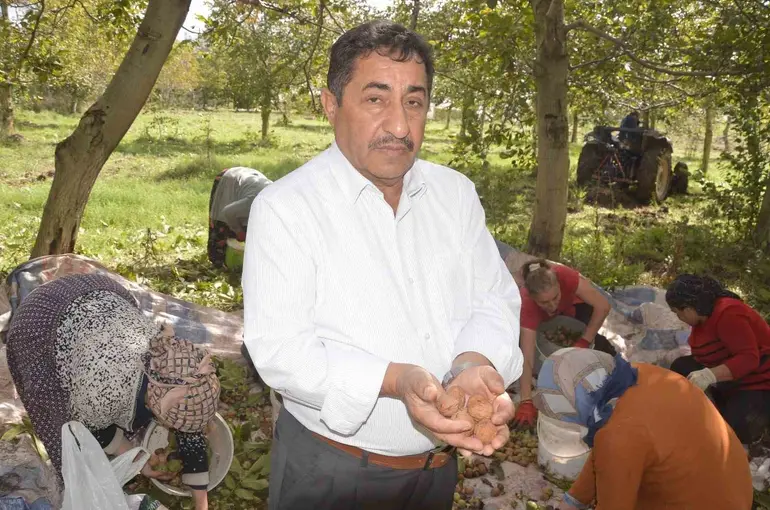 Tokat’ın ’beyaz altını’nda hasat başladı
