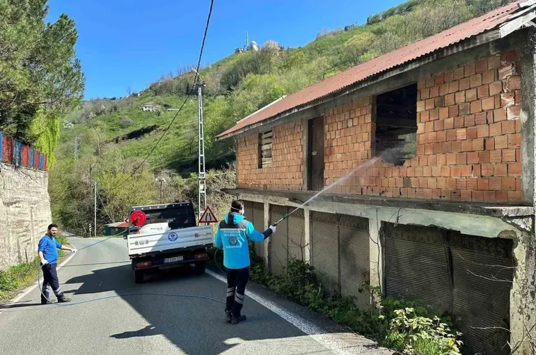 Trabzon’da kokarca ile mücadele sürüyor
