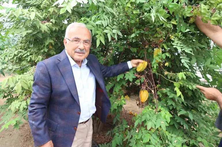 Tropikal meyveler Karadeniz’i sevdi
