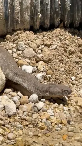 Tunceli’de koca engerek yılanı görüntülendi
