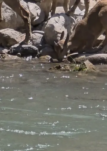 Tunceli’de koruma altındaki dağ keçileri görüntülendi
