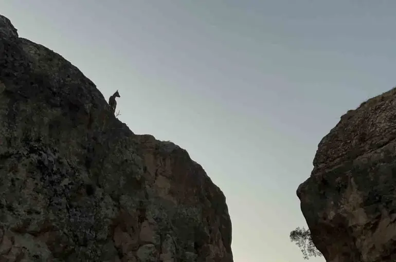 Tunceli’de koruma altındaki dağ keçileri görüntülendi
