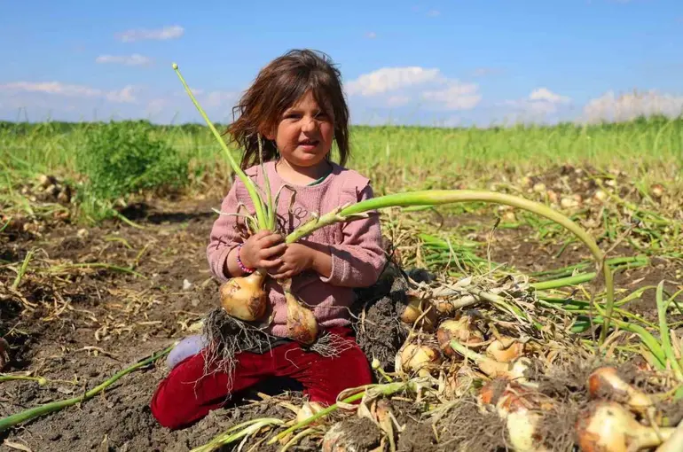 Turfanda soğanda hasat başladı, fiyatı arz-talep belirleyecek
