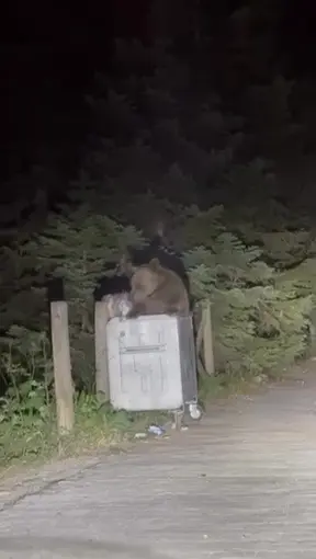 Uludağ’da aç kalan ayı çöpten yemek aradı
