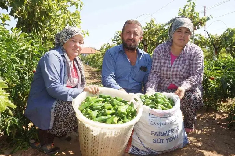 Ünlü Emcelli Biberi yok oluyor
