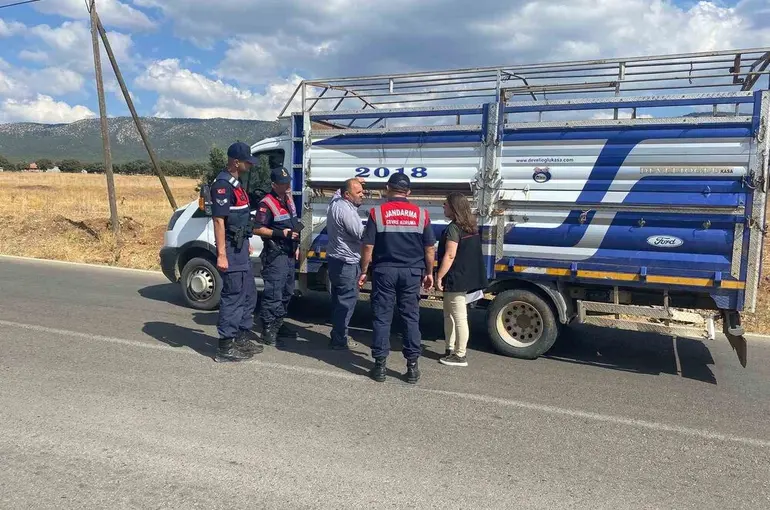 Uşak’ta canlı hayvan nakil araçlarına yönelik denetimler sürüyor
