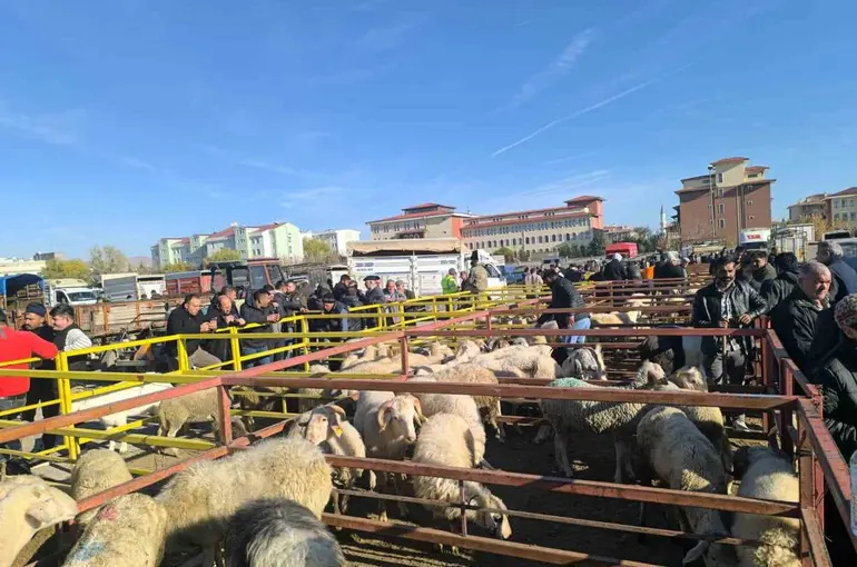 Uzun süredir kapalı olan canlı hayvan pazarı açıldı
