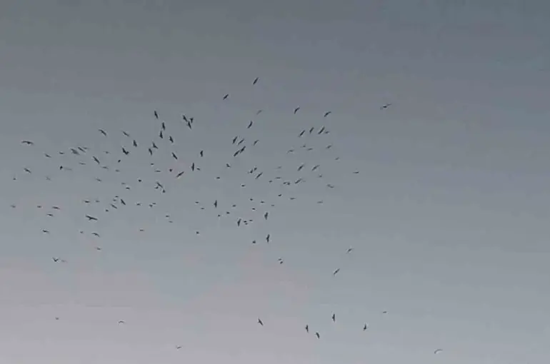 Van Gölü üzerinde kuş sürüsünün görsel şöleni
