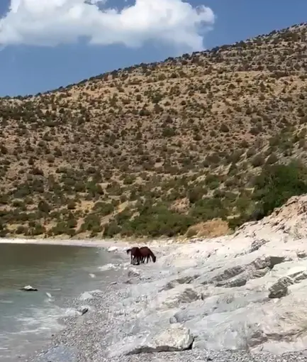 Van kırsalında yılkı atları görüntülendi
