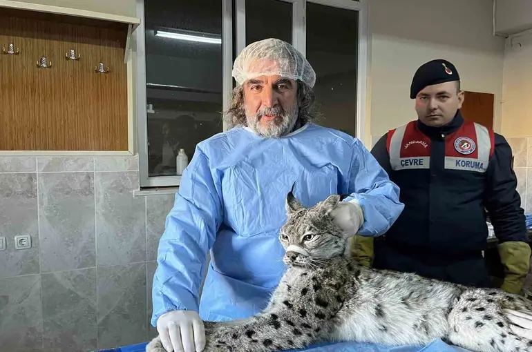 Van’da bitkin halde bulunan vaşak tedavi altına alındı
