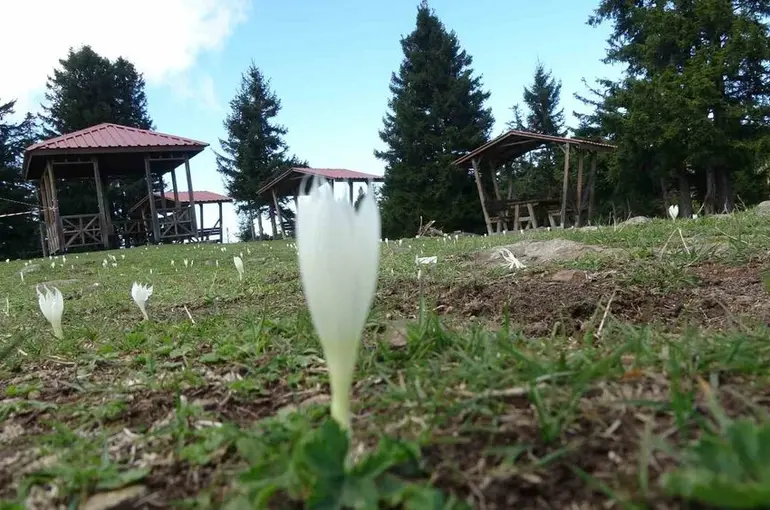 Vargitler açtı, yaylalar sessizliğe büründü
