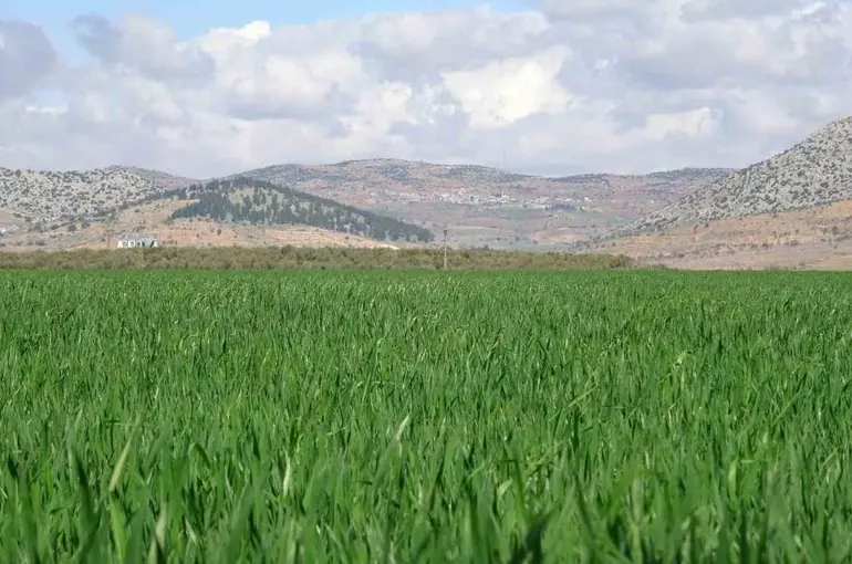 Yağışlar buğday üreticisinin yüzünü güldürdü
