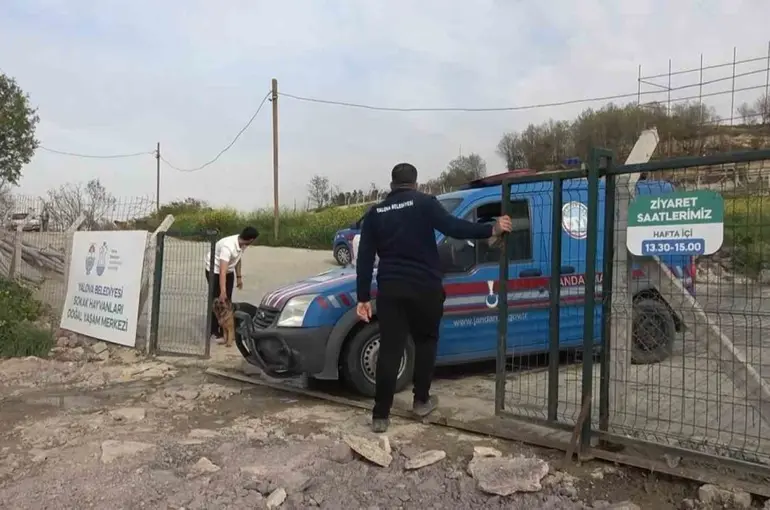 Yalova’daki barınakta köpek ölümleriyle ilgili soruşturma
