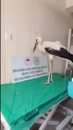 Yaralı leylek tedavisinin ardından doğaya bırakıldı
