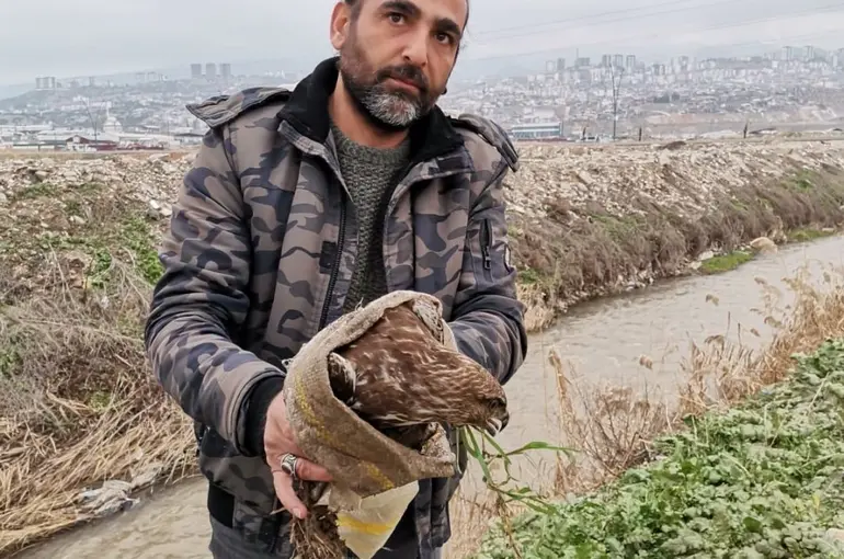 Yaralı şahin kurtarıldı
