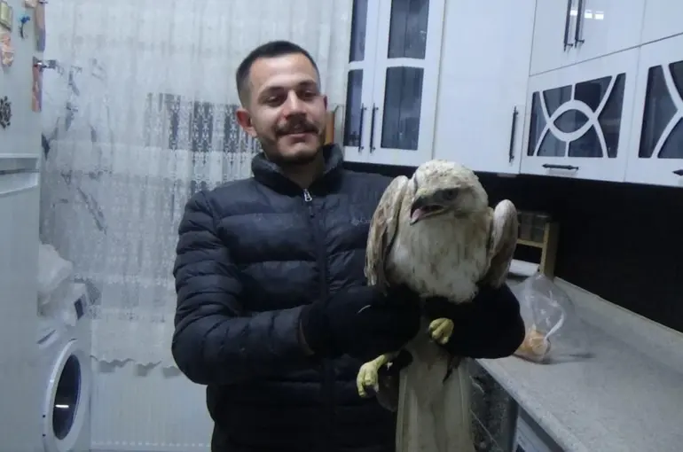 Yaralı şahini evine götürdü ve ekiplere teslim etti