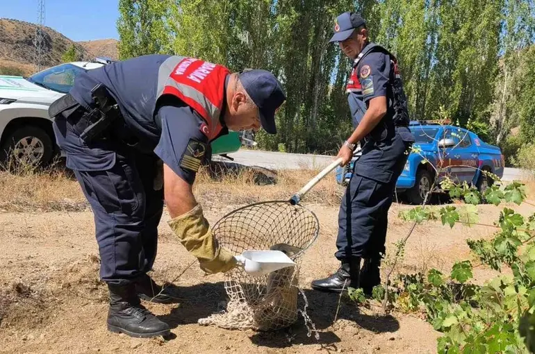 Yaralı tilki koruma altına alındı
