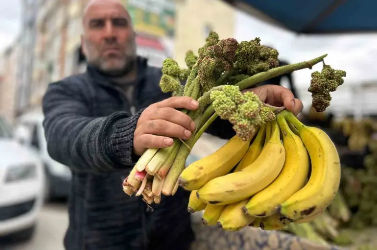 Yayla muzu uçkun tezgaha çıktı
