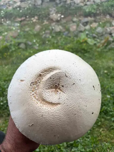 Yayladaki ay yıldızlı mantar görenleri şaşırttı
