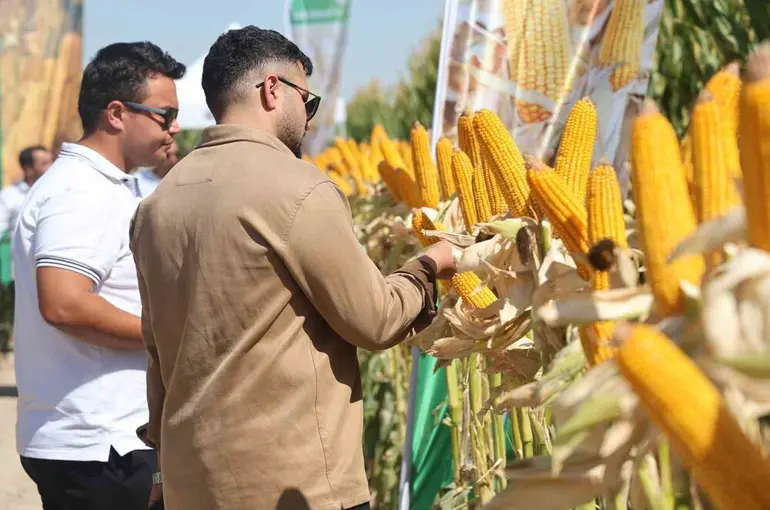 Yeni hibrit mısır çeşitleri Konya’da çiftçilere tanıtıldı
