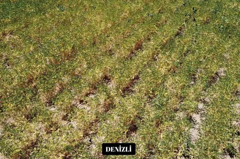 Yeni nohut çeşidi Denizli’nin dışında ekilen bölge illerinde de yüksek verim verdi
