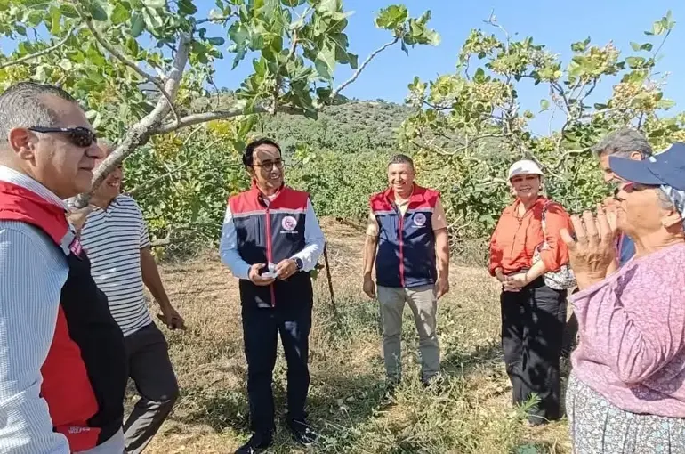 Yenipazar’da antepfıstığı hasadı başladı

