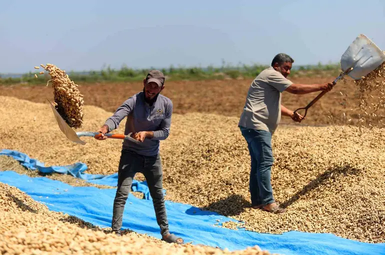 Yer fıstığında hasat başladı: 135 bin ton rekolte hedefleniyor
