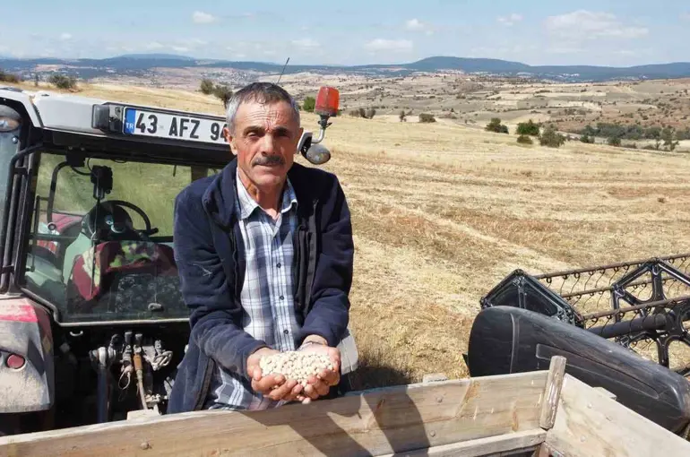 Yerli nohut çeşidinde hasat zinciri büyüyor
