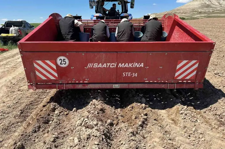 Yerli patates tohumları Niğşah ve Saruhanın yumru dikimleri tamamlandı
