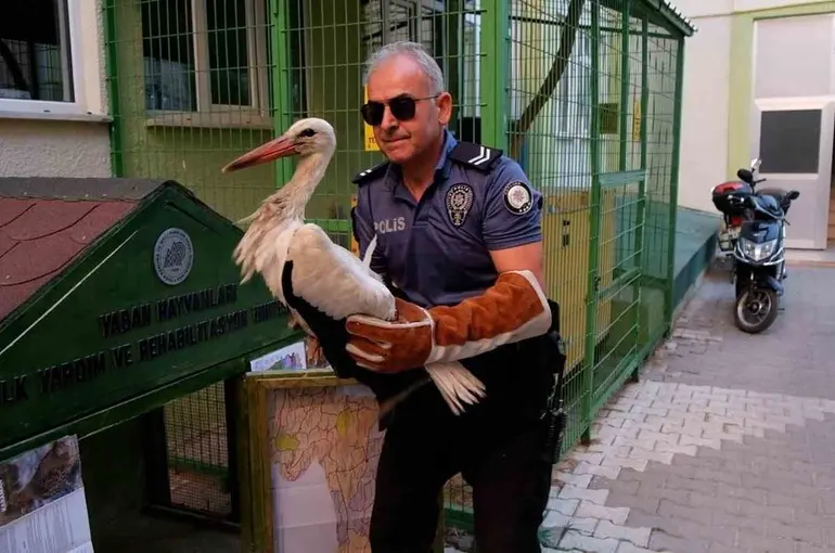 Yol kenarında bulunan yaralı leylek koruma altına alındı
