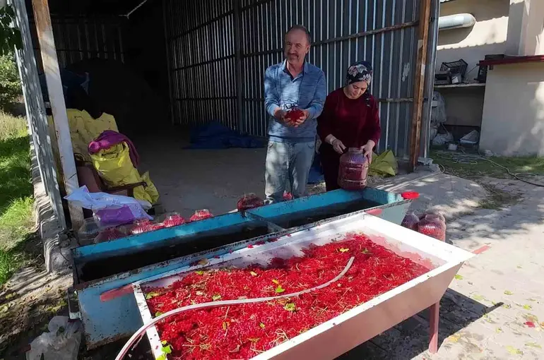 Yozgat’ta gilaburu meyvesinin hasadı başladı
