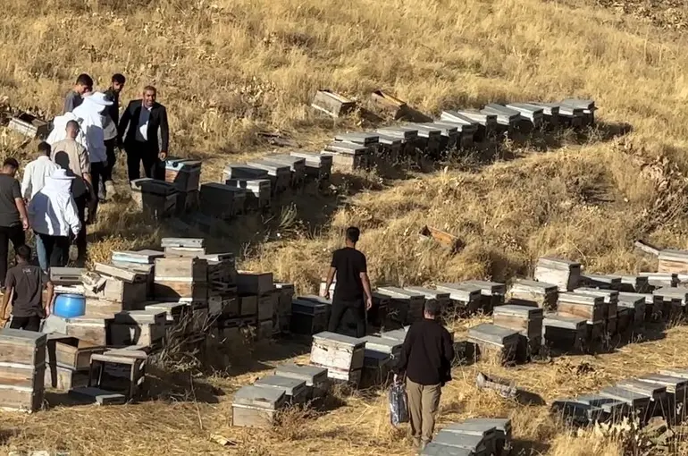 Yüksekova’da bal hasadı başladı

