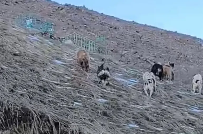 Yüksekova’da yerleşim yerine inen ayıları çoban köpekleri uzaklaştırdı
