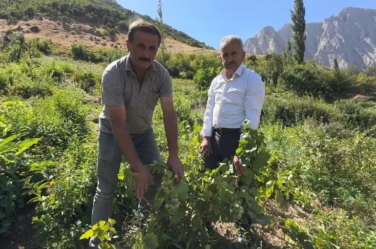 Yüksekova’da yerli üzümün merkezi: Yeşiltaş köyü
