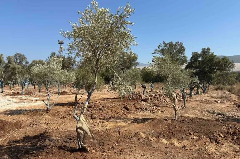 Zeytin ağaçları bilimsel yöntemlerle yeni yerlerine taşındı
