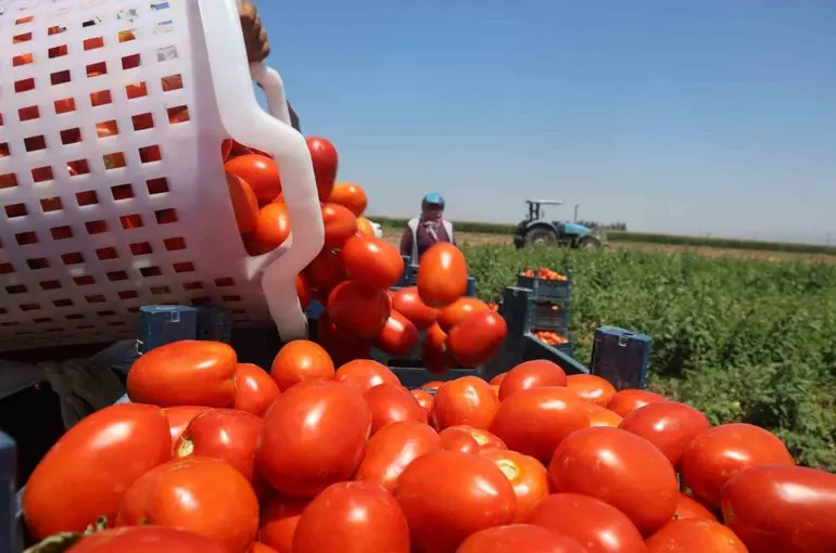Zorlu mesaiyle kavurucu sıcaklıkta hasadı yapılan domates tarlada 15 TL’den alıcı buluyor
