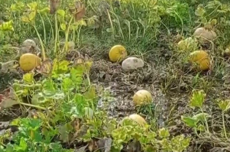 1 yıllık emeği heba olan çiftçi isyan etti 