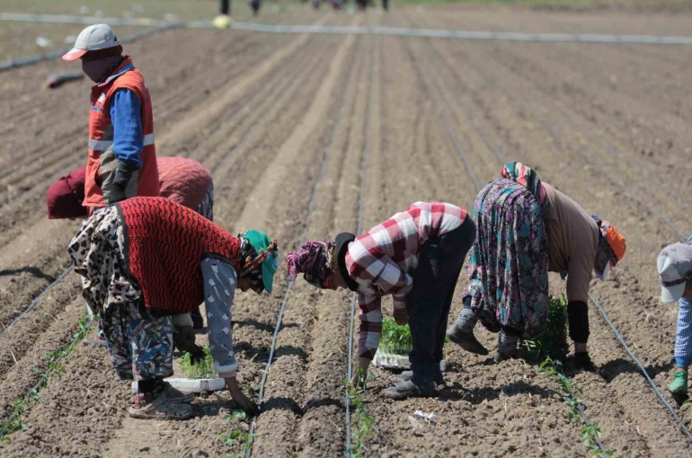 14 salça fabrikasına sahip Karacabey’de domates sezonu başlıyor 