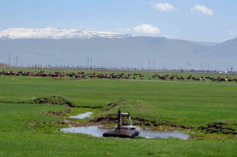 1933’te Danimarka gözünü Erzurum ve Kars’a çevirdi: Hedefleri süt üretimi yapmaktı