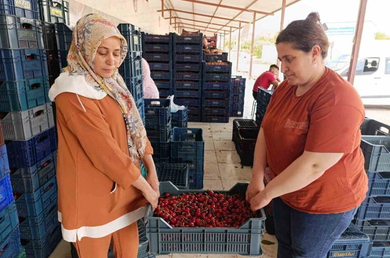 25 yıl önce dikilen kiraz fidanları Selendi’yi Avrupa’ya taşıdı 