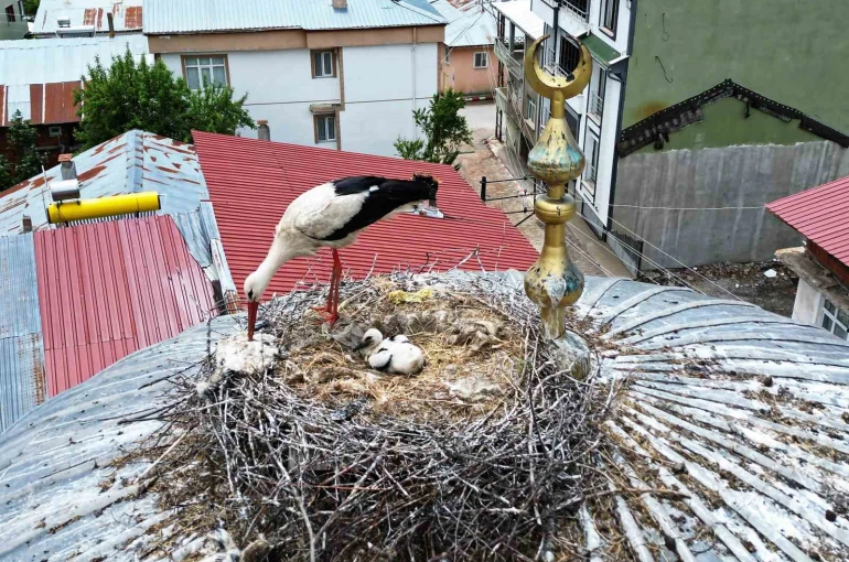 25 yıl sonra ilçeye gelen leylek ailesinde 1 yavru sağ kalabildi 