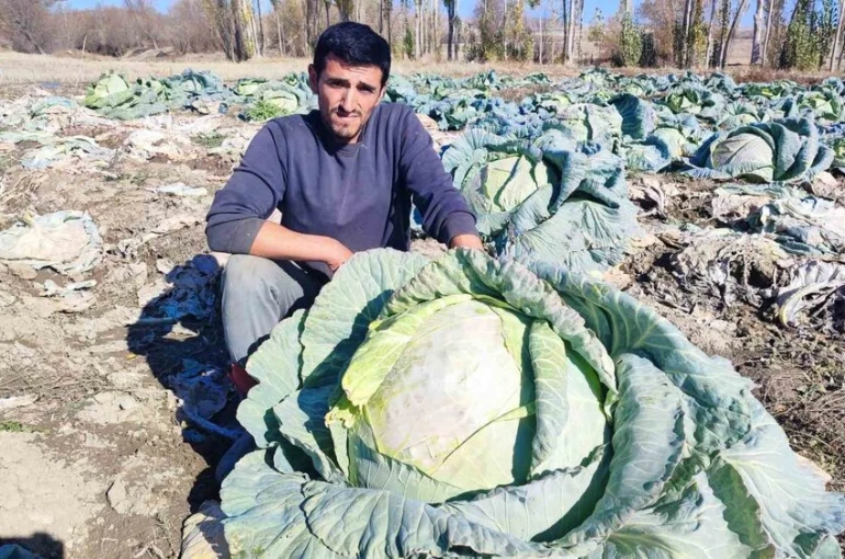 30 yıldır lahana üreten baba ve oğul, bölgeye organik ürün sunuyor