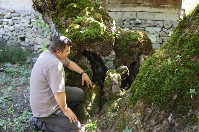300 yıllık dut ağacında dikkat çeken detay 